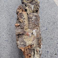 天然コルク　大型　着生用の画像