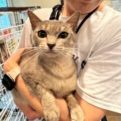 ★里親様✨募集致します★ぐみちゃん※8/24(日)澄川シェルター...