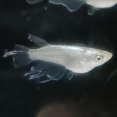 （決まりました😊）【メダカ】オバQ（オリジナル）8匹の画像