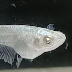 （決まりました😊）【メダカ】オバQ（オリジナル）8匹の画像