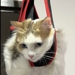犬猫用ハーネスの画像
