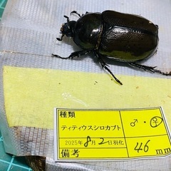 ⑦ティティウスシロカブト（休眠中）　新成虫ペアの販売の画像