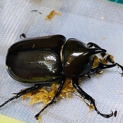 ⑦ティティウスシロカブト（休眠中）　新成虫ペアの販売の画像