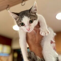 ★里親様✨募集致します★ピノくん※8/24(日)澄川シェルター譲...