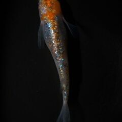 月下美人メダカ稚魚10匹の画像