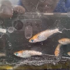 月下美人メダカ稚魚10匹の画像
