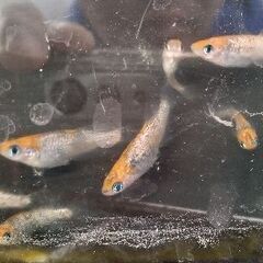 月下美人メダカ稚魚10匹の画像