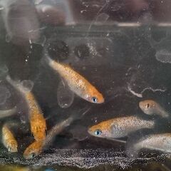 月下美人メダカ稚魚10匹の画像