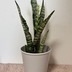 ランキングキーワードに紐づく投稿画像-観葉植物
