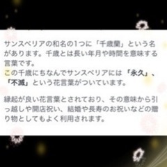 ♡空気清浄効果があるｻﾝｾﾍﾞﾘｱ・ｾﾞﾗﾆｶ♡花が咲きそうです🌸の画像