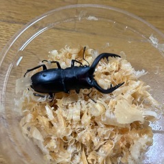 国産ノコギリクワガタペアの画像