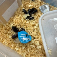 国産ノコギリクワガタペアの画像