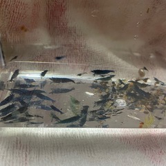 8/11.12限定ベルベットブルーシュリンプ50匹程度の画像