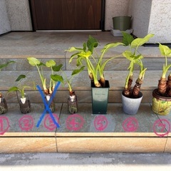 観葉植物🪴クワズイモの画像