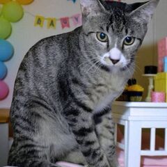 8月17日(日)三鷹で猫の譲渡会🖤🩷🩵サバ白の男の子　生後…