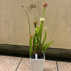 サラセニア江戸自慢の画像