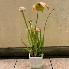 サラセニア江戸自慢の画像