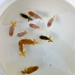 らんちゅう（金魚、桜錦稚魚13匹）1500円の画像