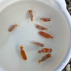 らんちゅう（金魚、桜錦稚魚13匹）1500円の画像