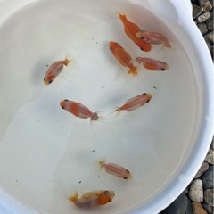 らんちゅう（金魚、桜錦稚魚13匹）1500円の画像