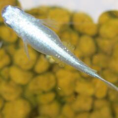 決まりました。メダカ「鉄仮面フルボデイ」幼魚10匹 ③の画像