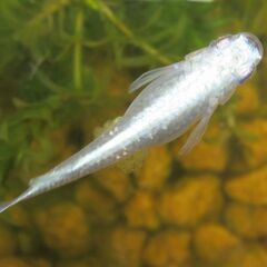 決まりました。メダカ「鉄仮面フルボデイ」幼魚10匹 ③の画像