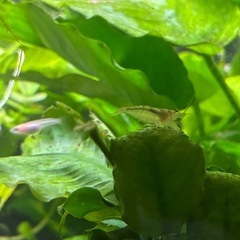 🌿 夏休みの観察日記にもピッタリ！可愛い赤ちゃんエビ10匹＋癒しの水草セット　500円 の画像