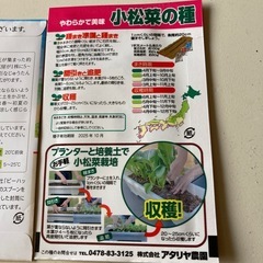 無料❗️花野菜の種🌱の画像