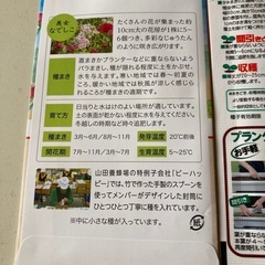 無料❗️花野菜の種🌱の画像