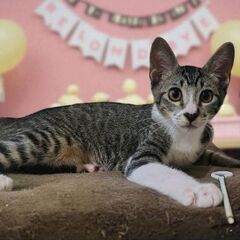 8月17日(日)三鷹で猫の譲渡会🖤🩷🩵キジ白の男の子生後3…