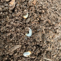 カブトムシ幼虫の画像