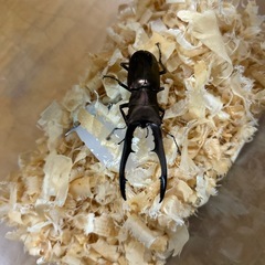 メタリフェルホソアカクワガタペアの画像