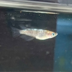 白斑ラメ　三色柄の画像