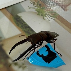 メタリフェルホソアカ♂パープルゴールドの画像