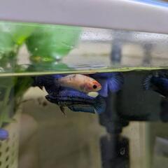 熱帯魚 ベタ 1匹200円10匹1500円の画像
