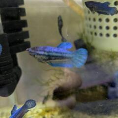 熱帯魚 ベタ 1匹200円10匹1500円の画像