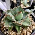 ランキングキーワードに紐づく投稿画像-多肉植物