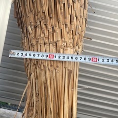 ロストラータの画像