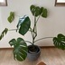 ランキングキーワードに紐づく投稿画像-観葉植物