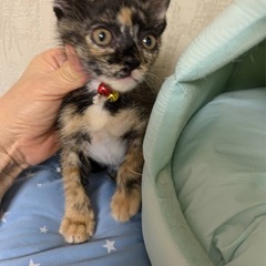 サビ猫③女の子 里親募集中！