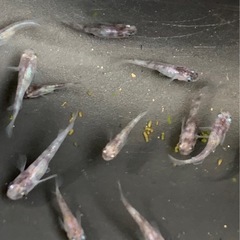 🐟 メダカ・孔雀明王 6匹（水草サービス）  の画像