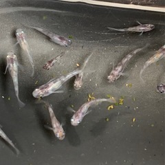 🐟 メダカ・孔雀明王 6匹（水草サービス）  の画像
