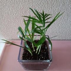 観葉植物まとめての画像