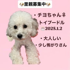 チヨちゃん☆里親募集中