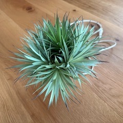 造花ライトの画像