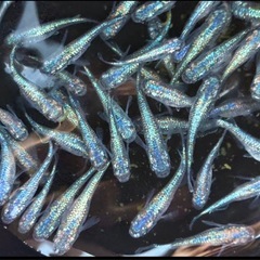 たまにはメダカ種親放レベル出します。の画像