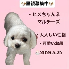 ヒメちゃん☆里親募集中