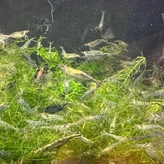 🐠ヌマエビ 全長±2〜3.5㎝ 10匹150円 追加1匹15円 在庫300匹以上 No.04の画像