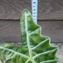 アロカシア　アマゾニカ　③の画像