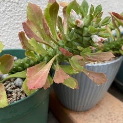 観葉植物¥300〜の画像